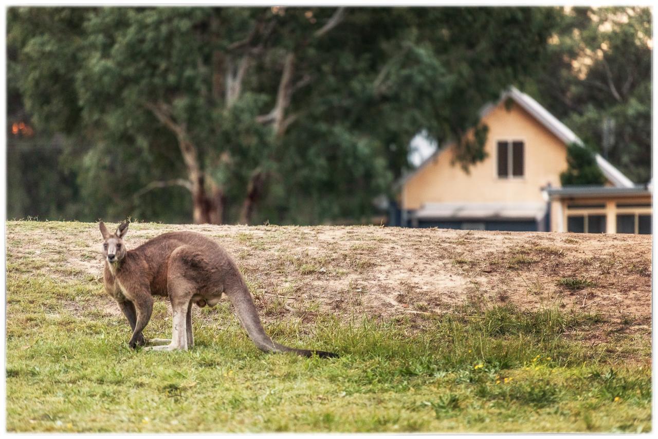 Madigan Wine Country Cottages Lovedale Dış mekan fotoğraf